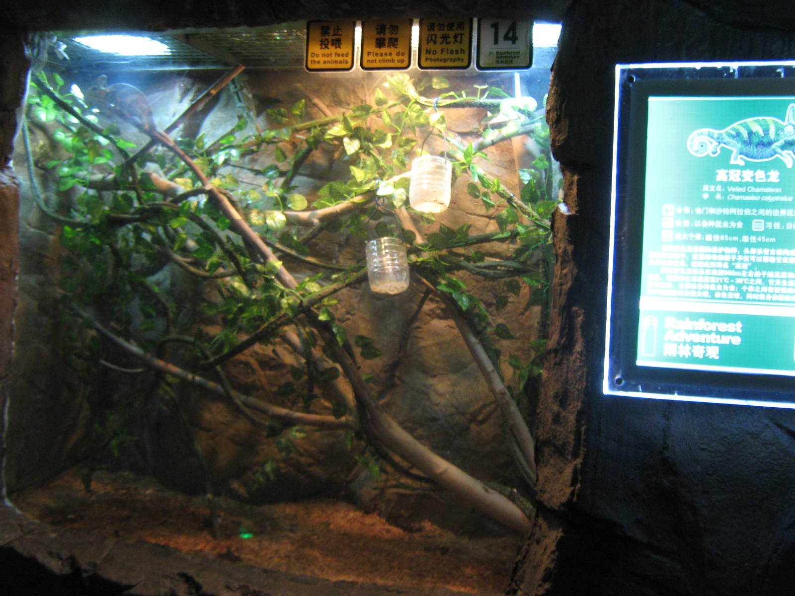 veiled chameleon (Chamaeleo calyptratus)