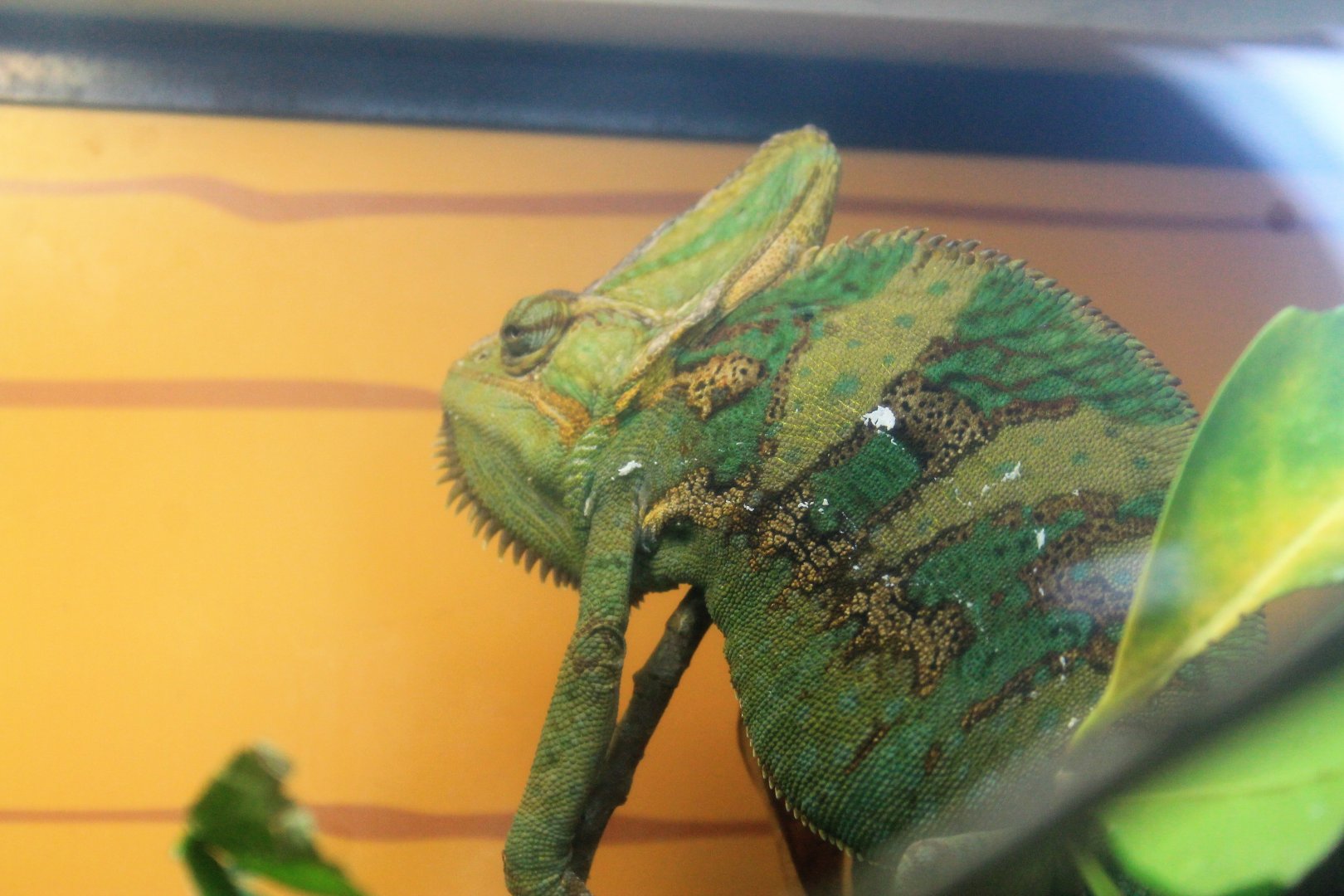 Veiled Chameleon (Chamaeleo calyptratus)