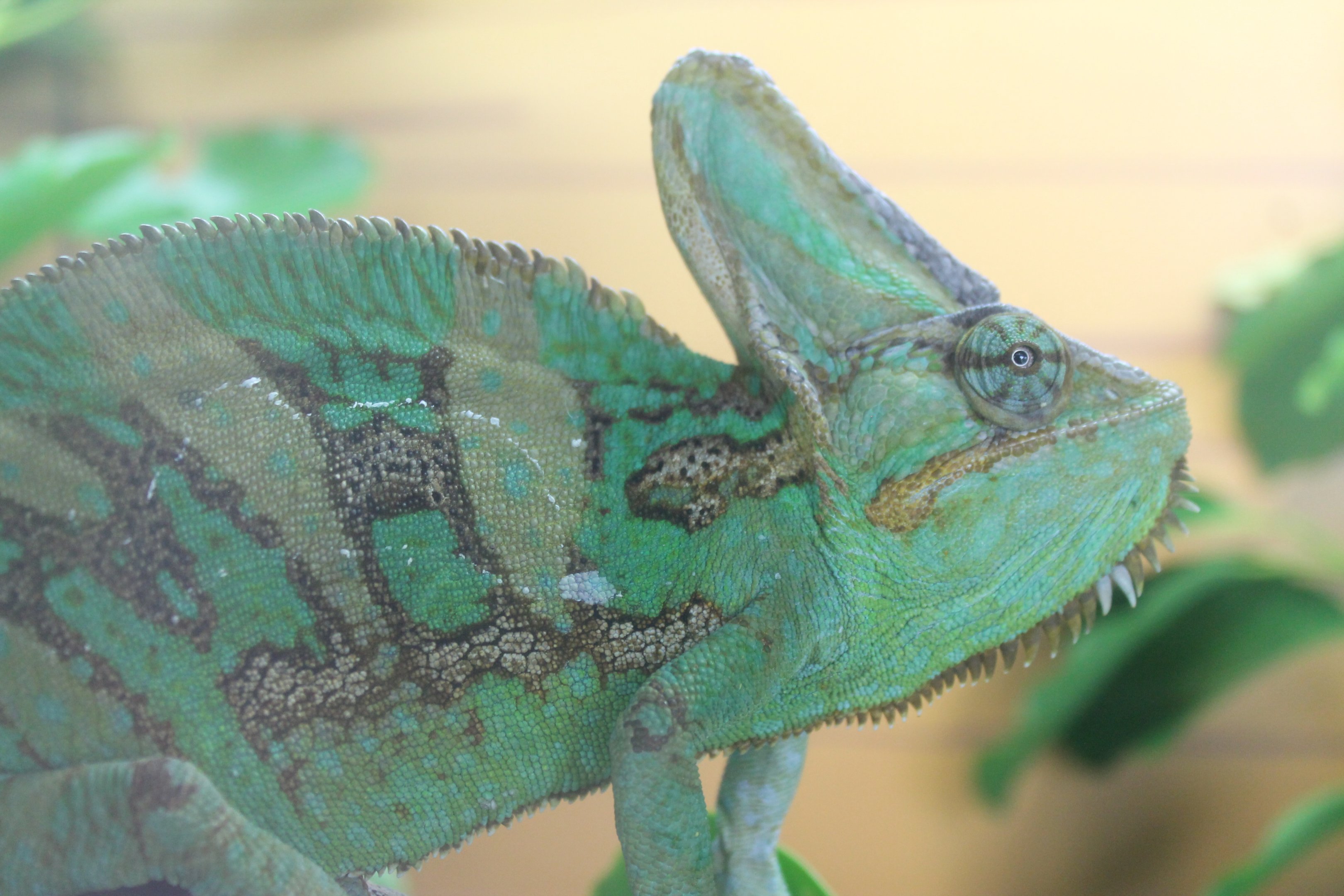 Veiled Chameleon (Chamaeleo calyptratus)