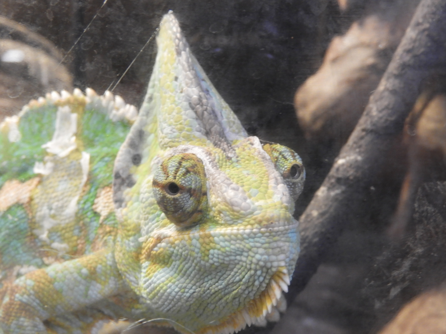 Veiled Chameleon (Chamaeleo calyptratus)