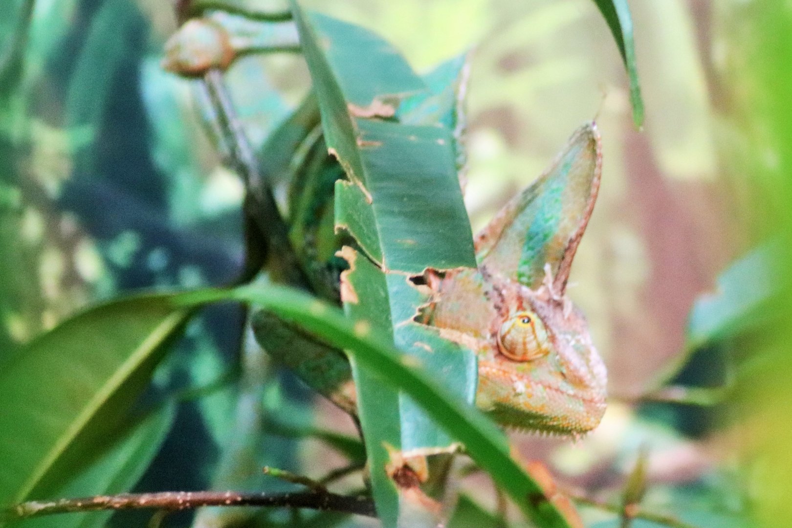 Veiled Chameleon (Chamaeleo calyptratus)