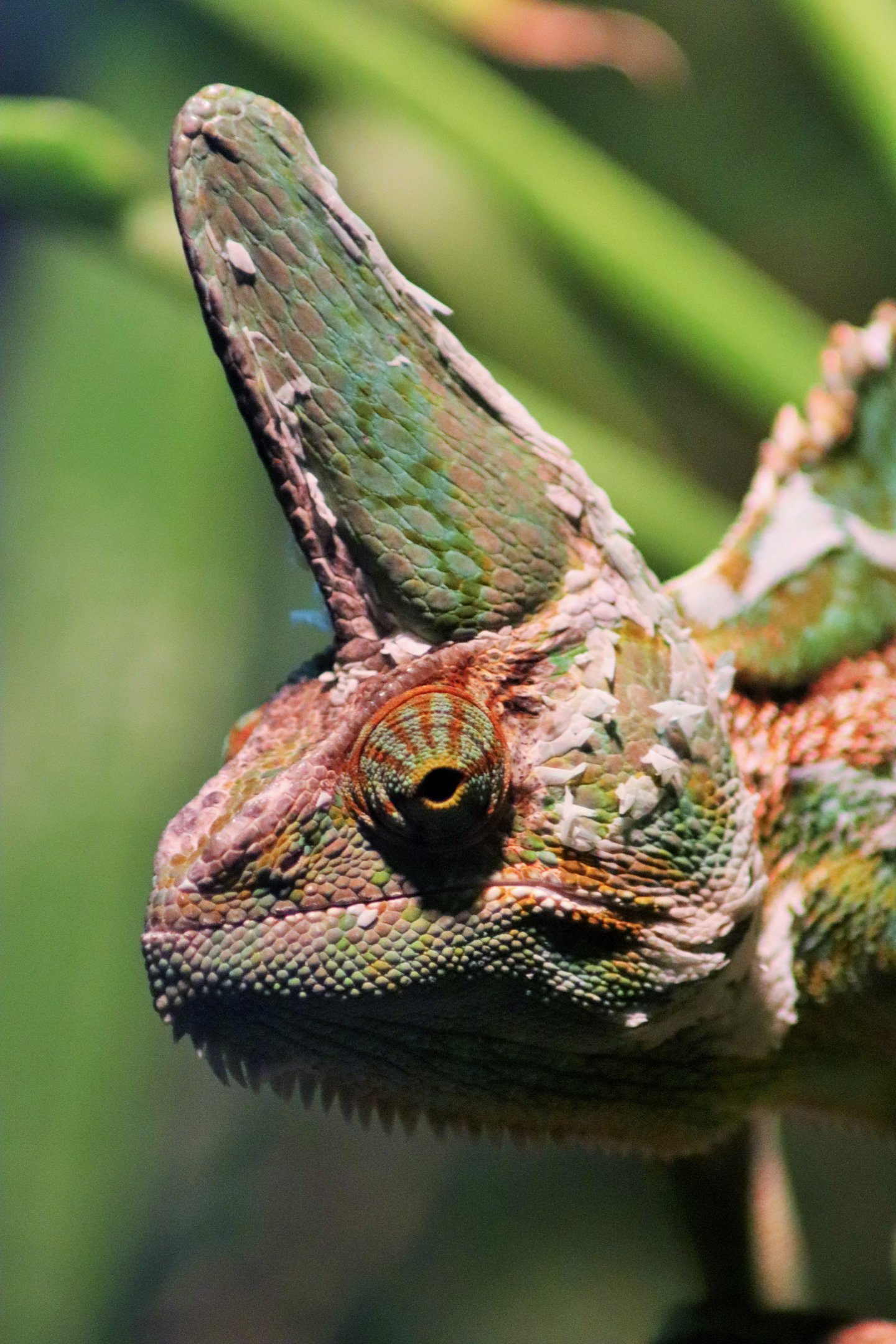 Veiled Chameleon (Chamaeleo calyptratus)