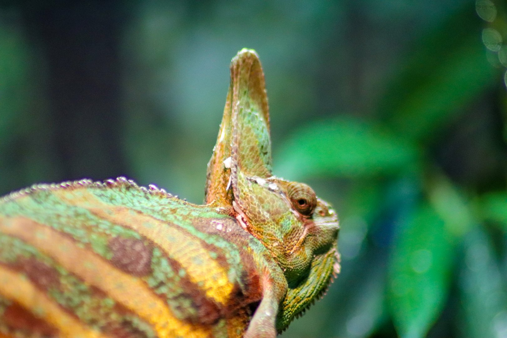 Veiled Chameleon (Chamaeleo calyptratus)
