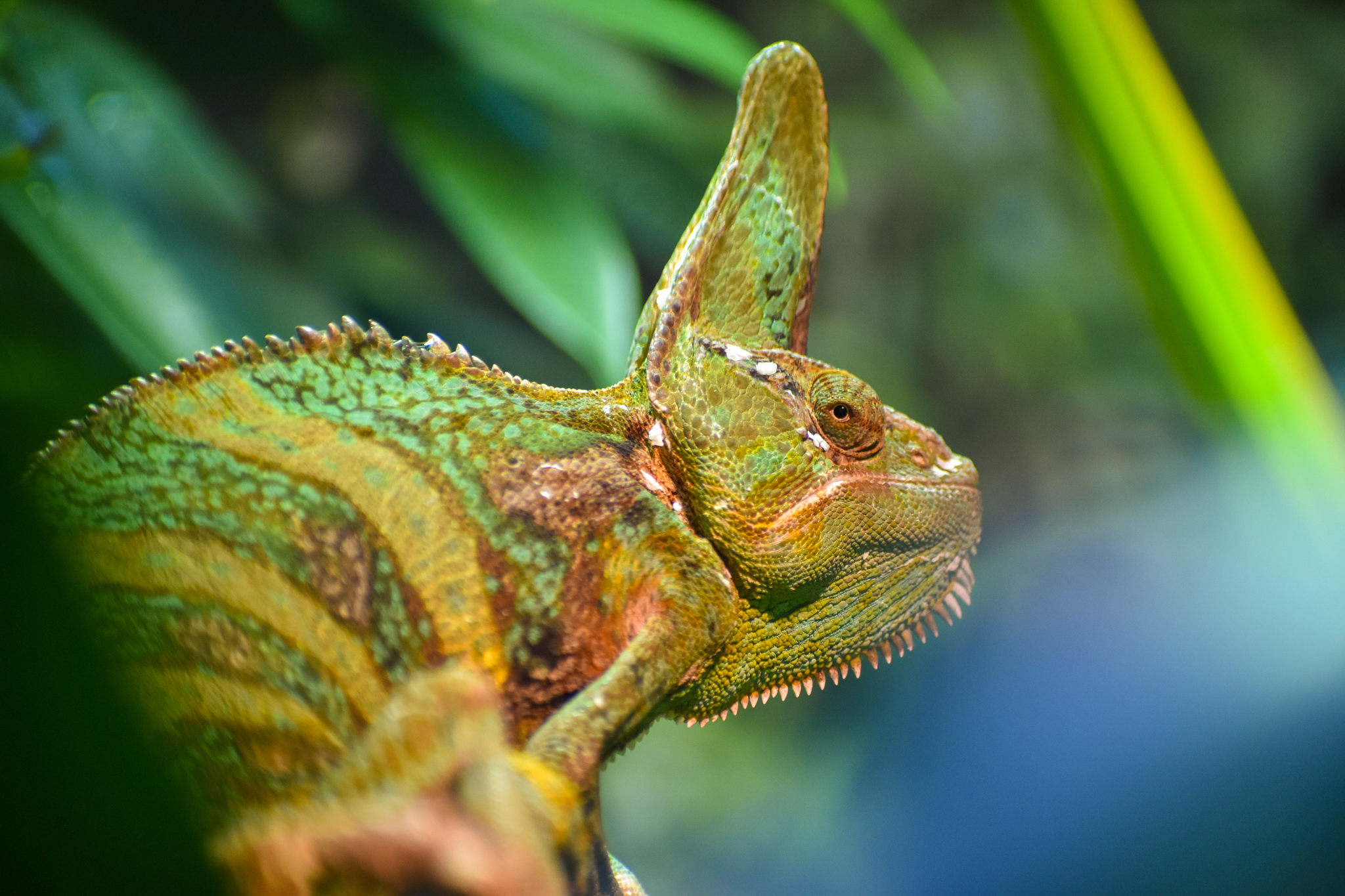 Veiled Chameleon (Chamaeleo calyptratus)