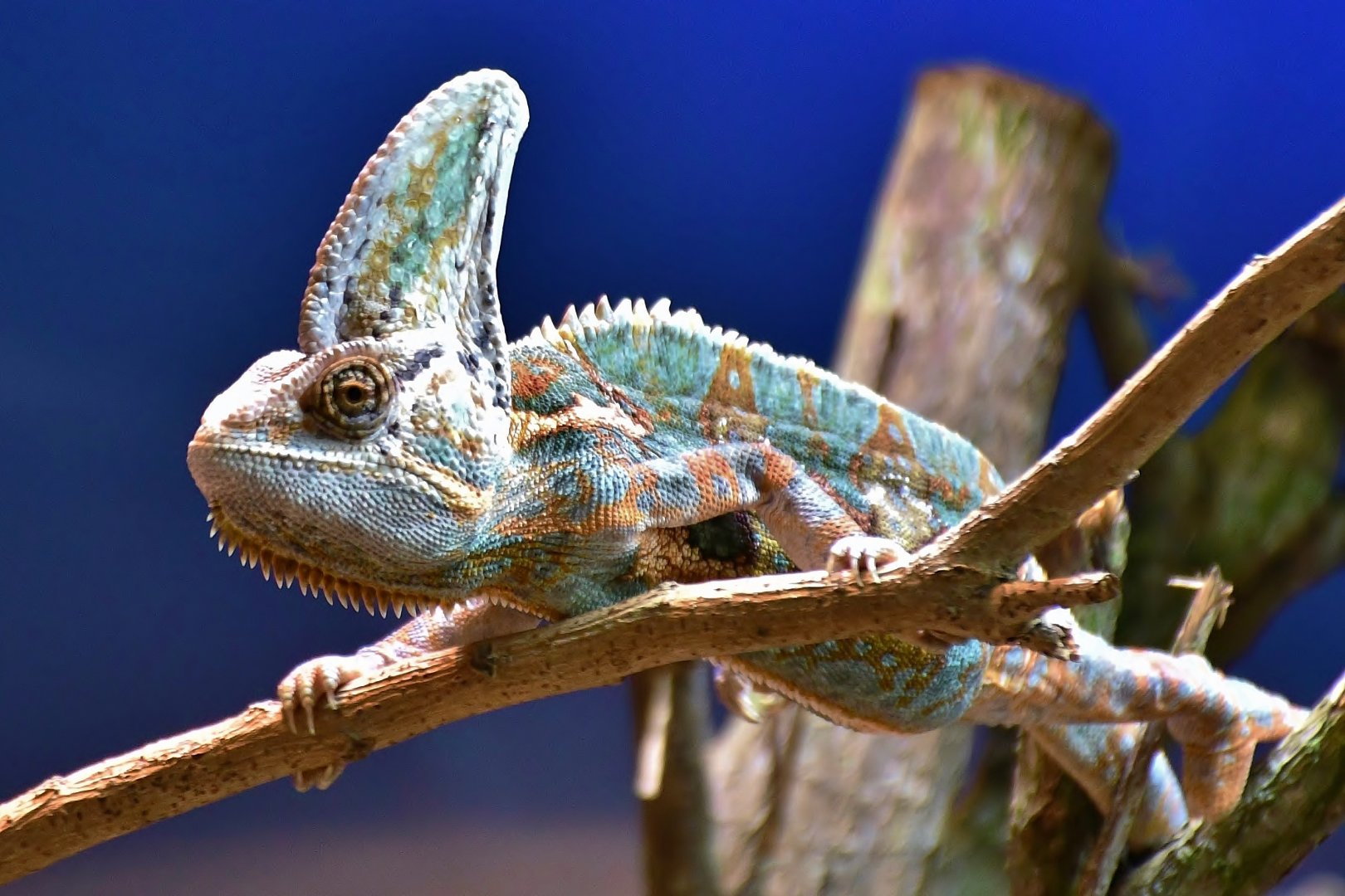 Veiled Chameleon (Chamaeleo calyptratus)