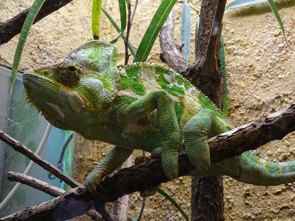 Veiled chameleon (Chamaeleo calyptratus)