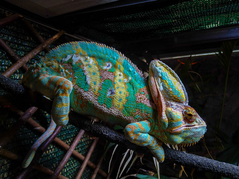 veiled chameleon (Chamaeleo calyptratus)