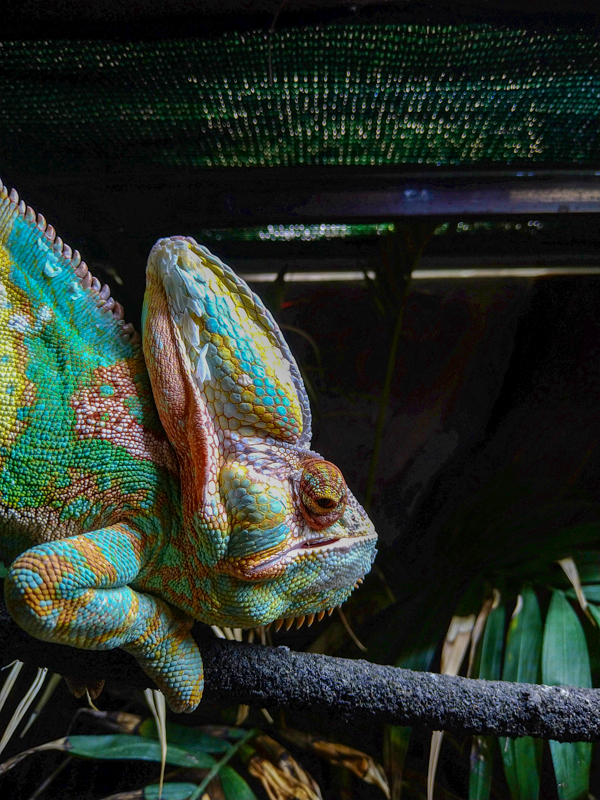 veiled chameleon (Chamaeleo calyptratus)