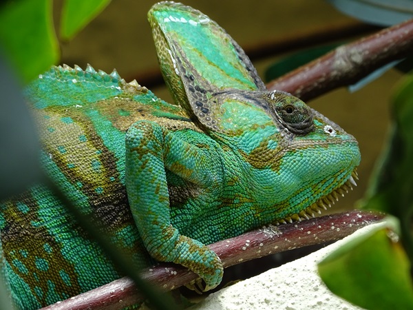 Veiled chameleon (Chamaeleo calyptratus)