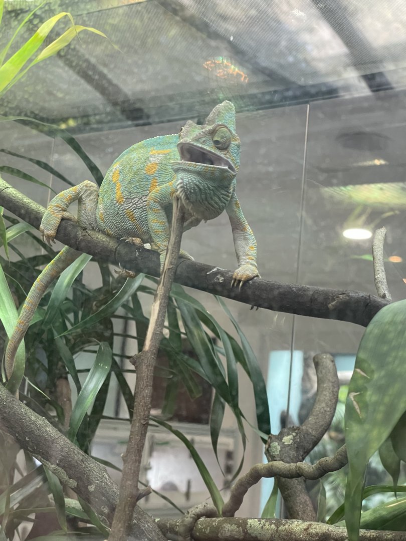 Veiled Chameleon (Chamaeleo calyptratus)
