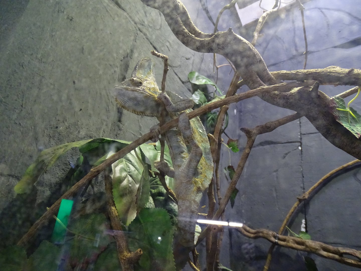 Veiled chameleon (Chamaeleo calyptratus)
