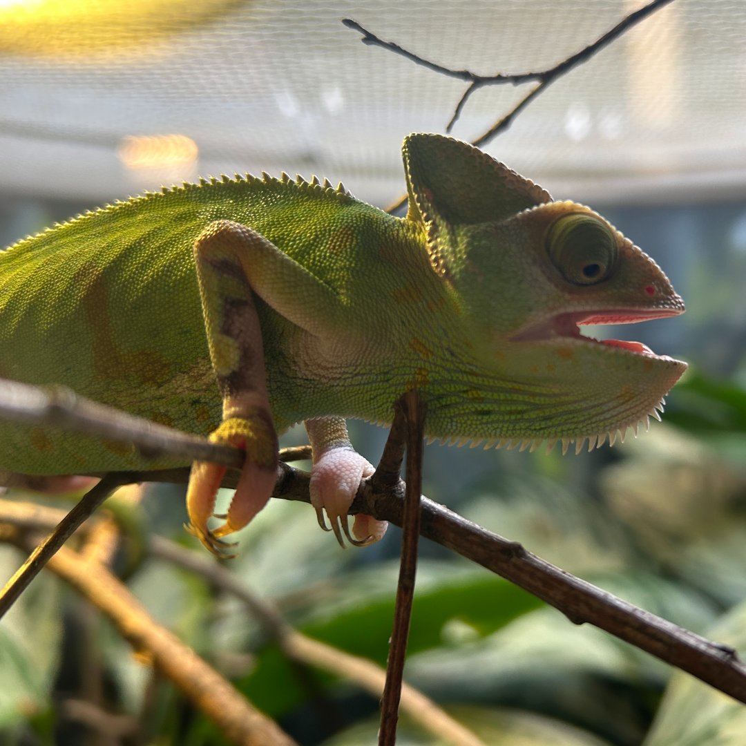 Veiled Chameleon (Chamaeleo calyptratus)