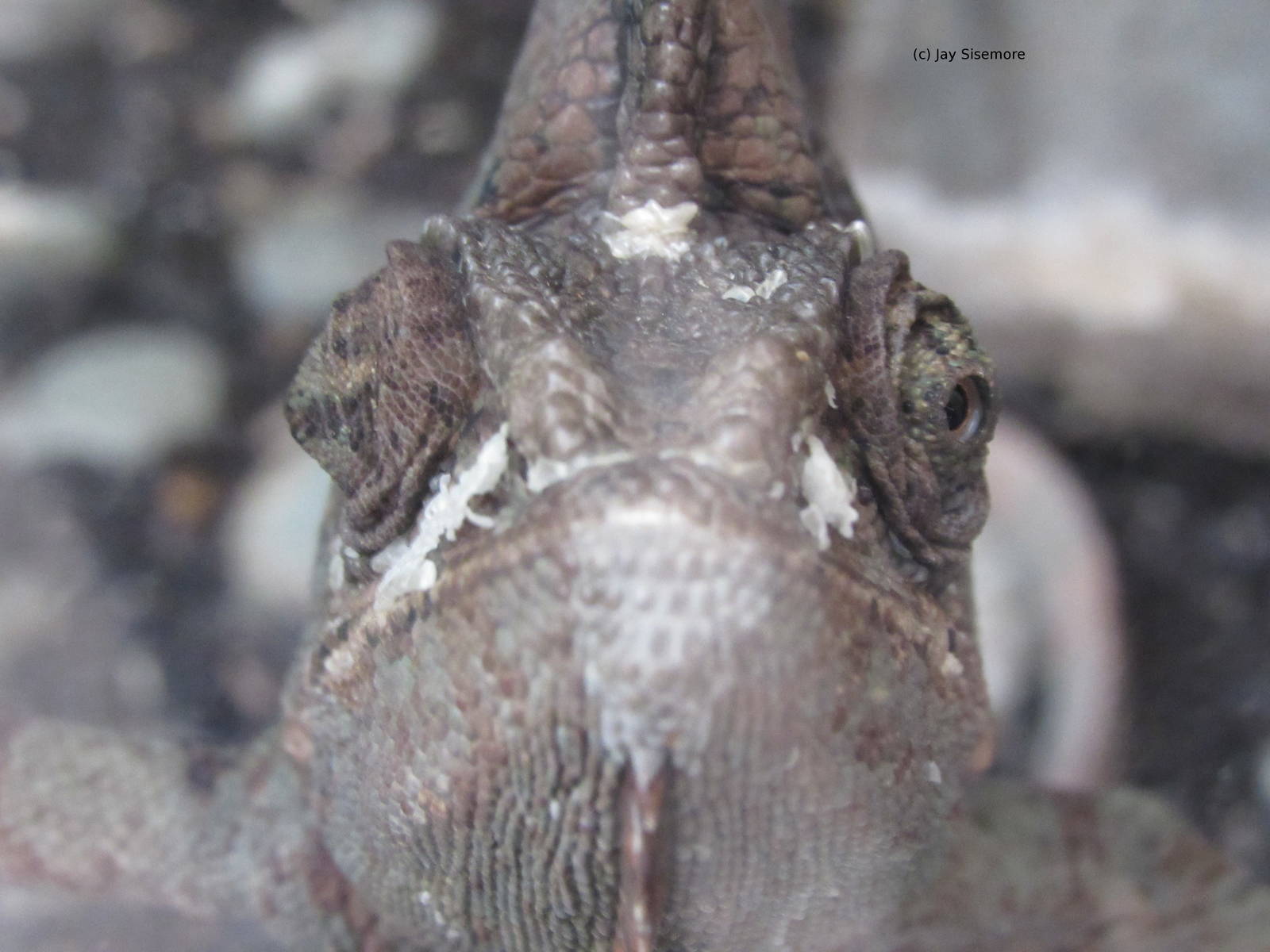 Veiled Chameleon Close Up