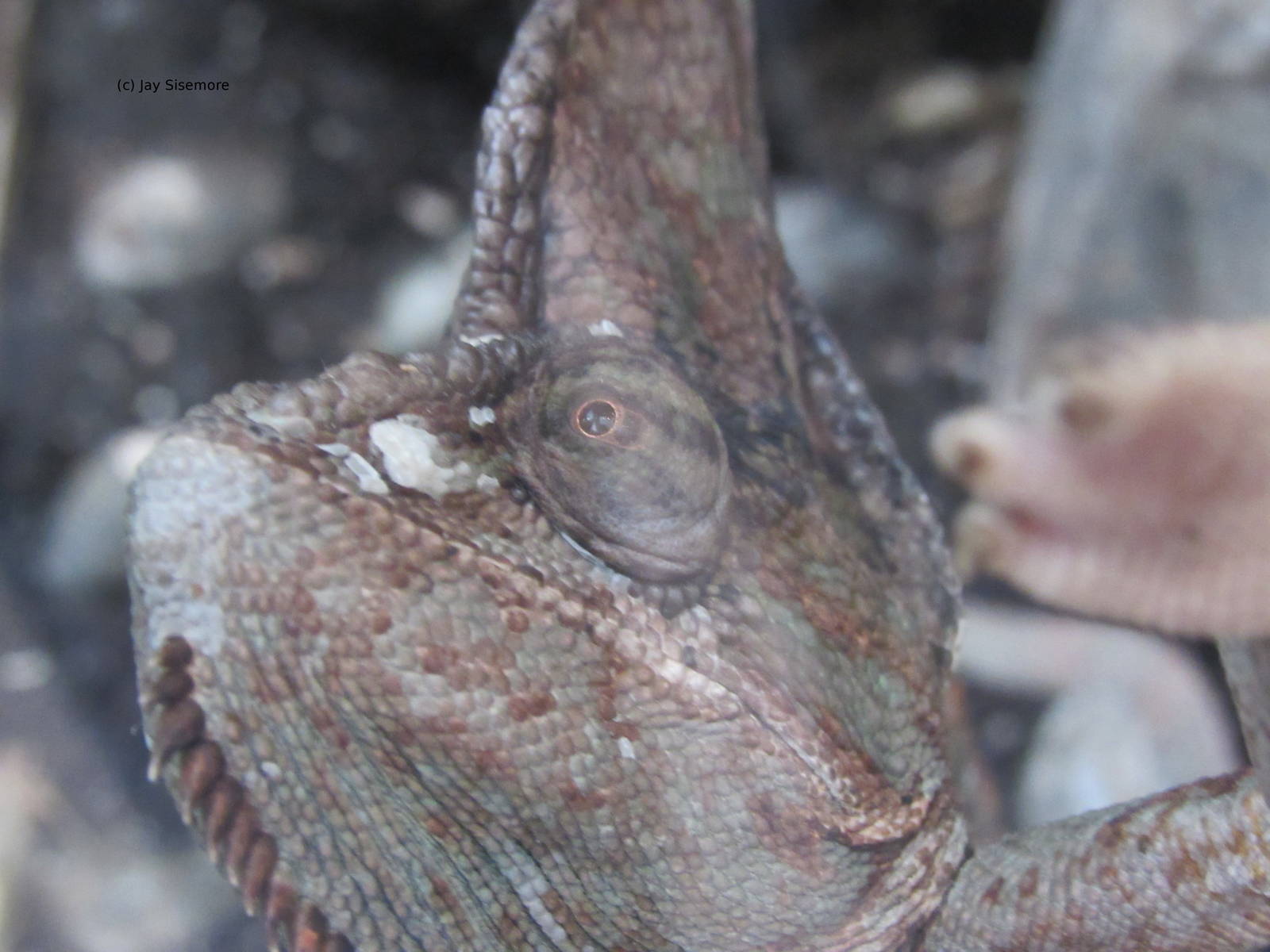 Veiled Chameleon Close Up