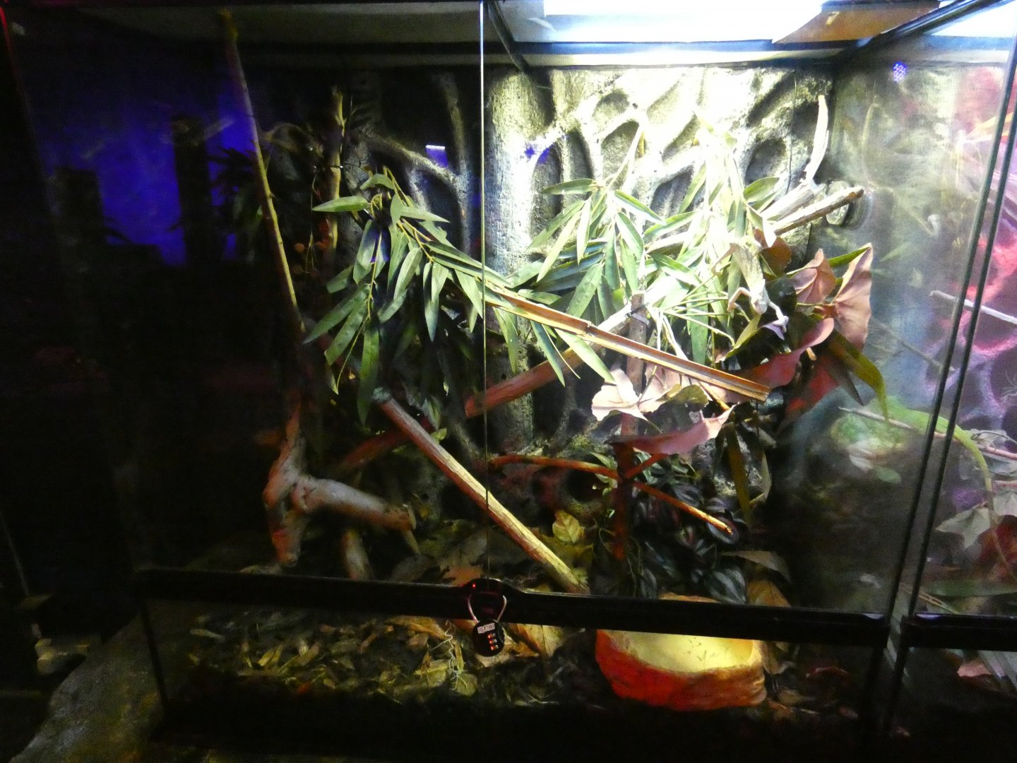 Veiled chameleon enclosure (Plantasia Swansea)