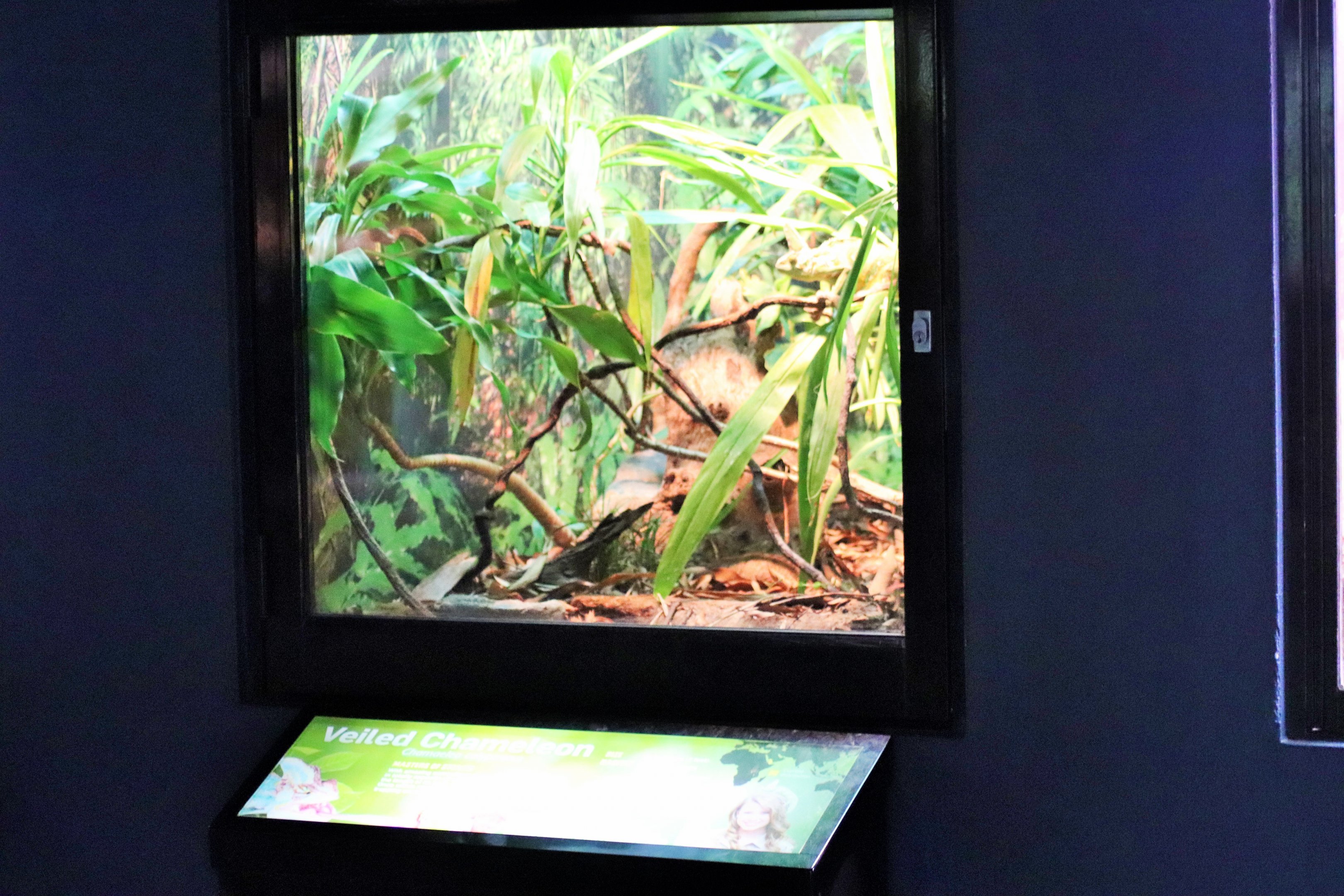 Veiled Chameleon Enclosure