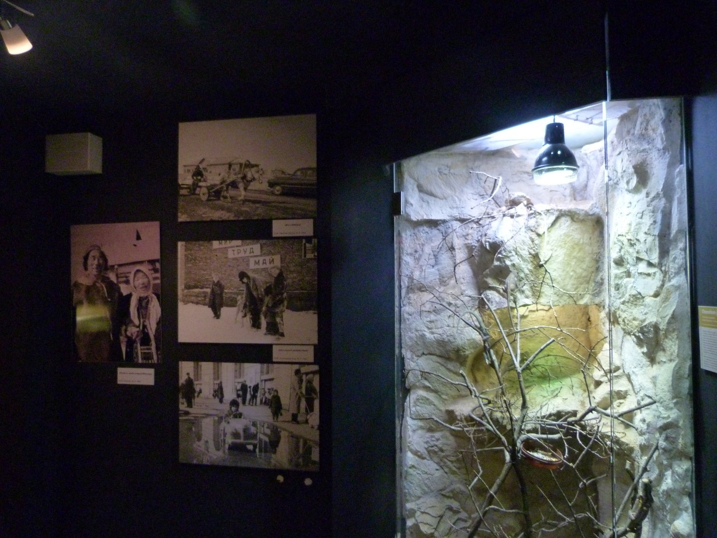 Veiled chameleon exhibit in the Hanzelka and Zikmund museum -Zoo Plzeň (2025)