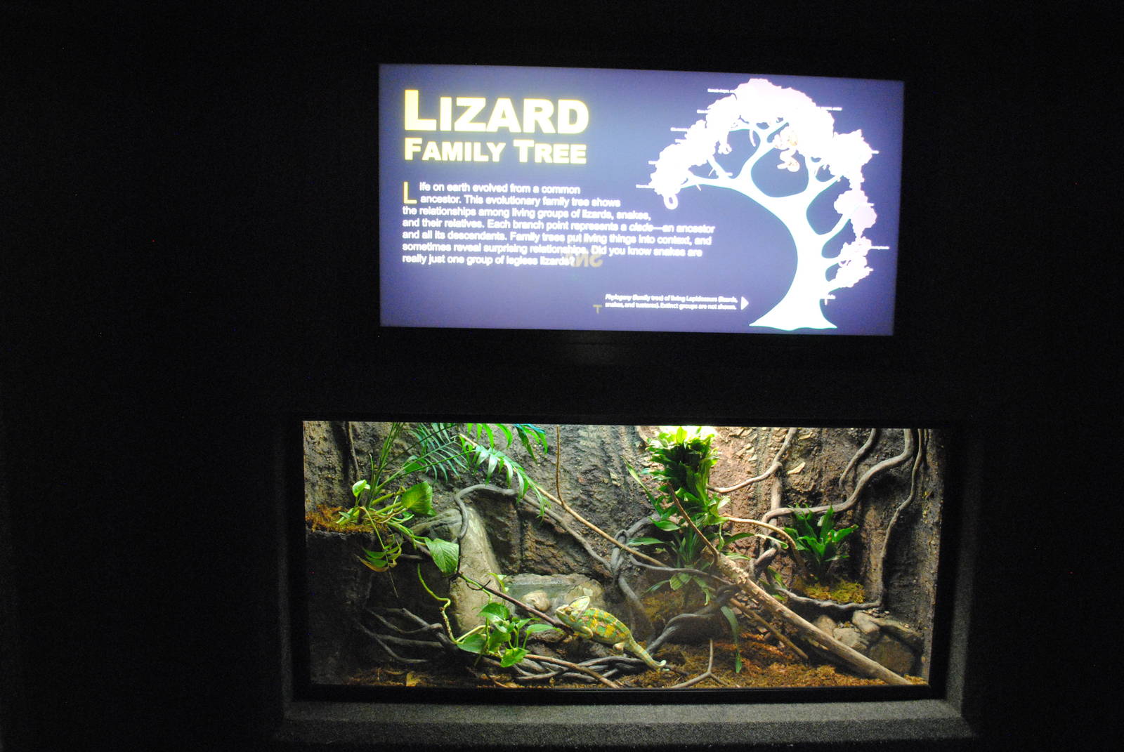 Veiled Chameleon Exhibit (Main Gallery)