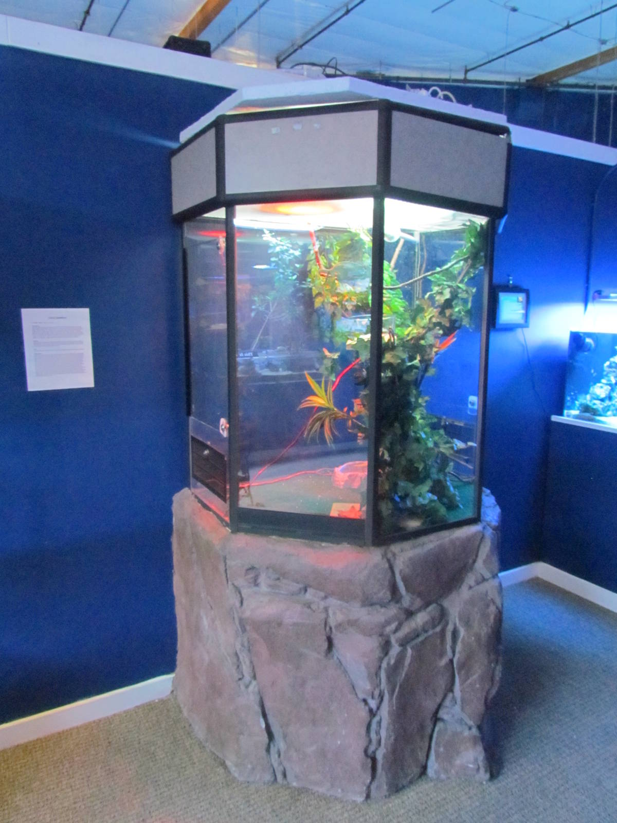 Veiled Chameleon Exhibit