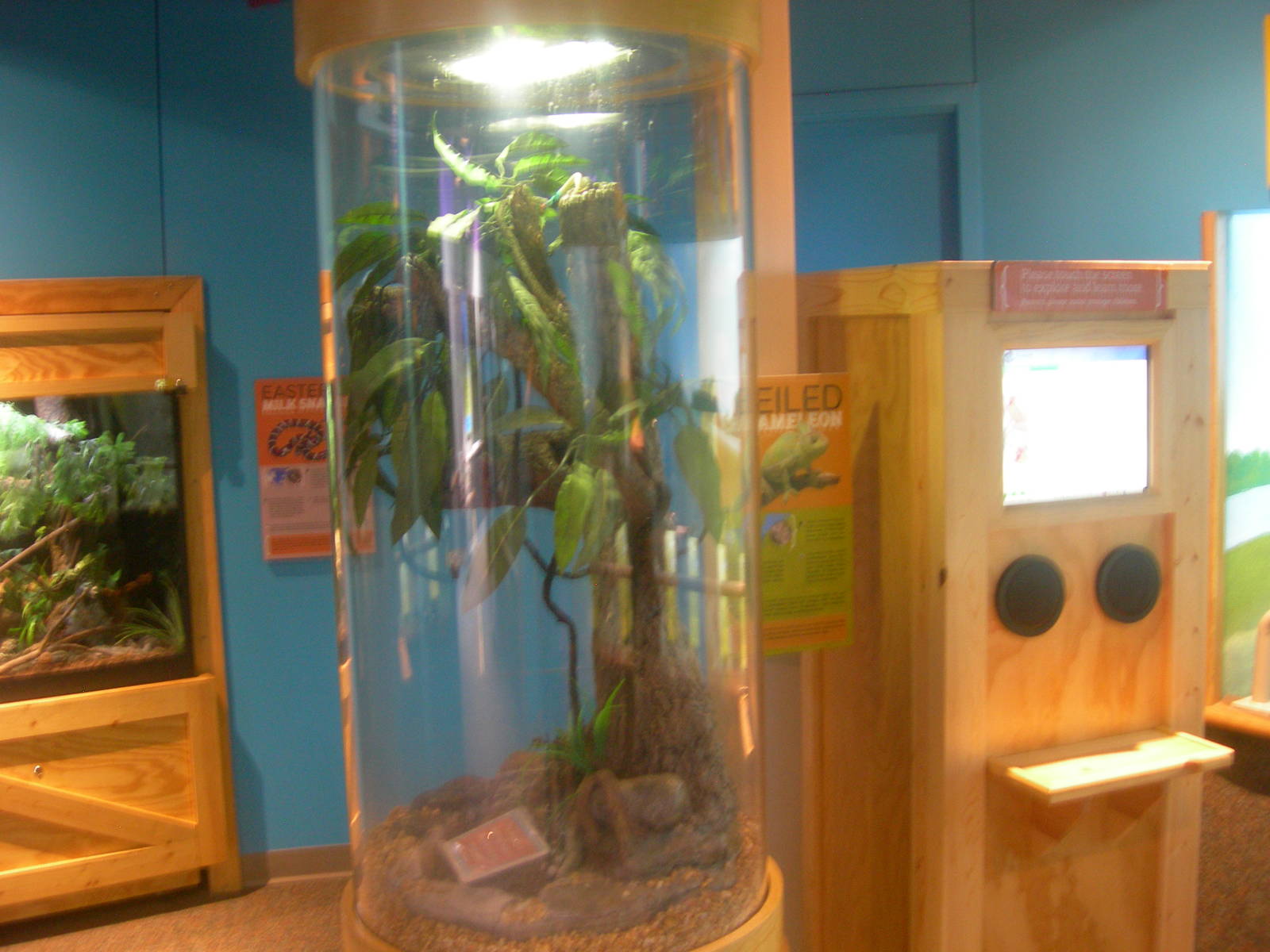 Veiled Chameleon Exhibit