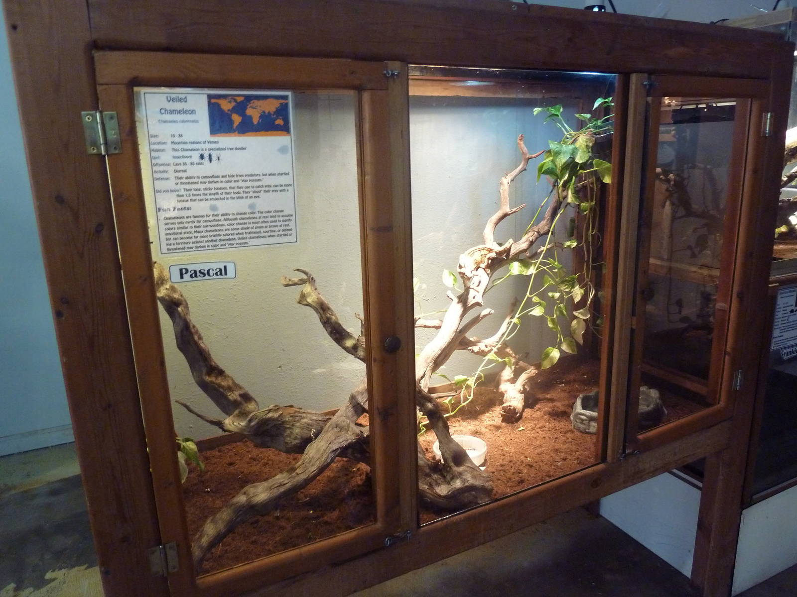Veiled Chameleon Exhibit