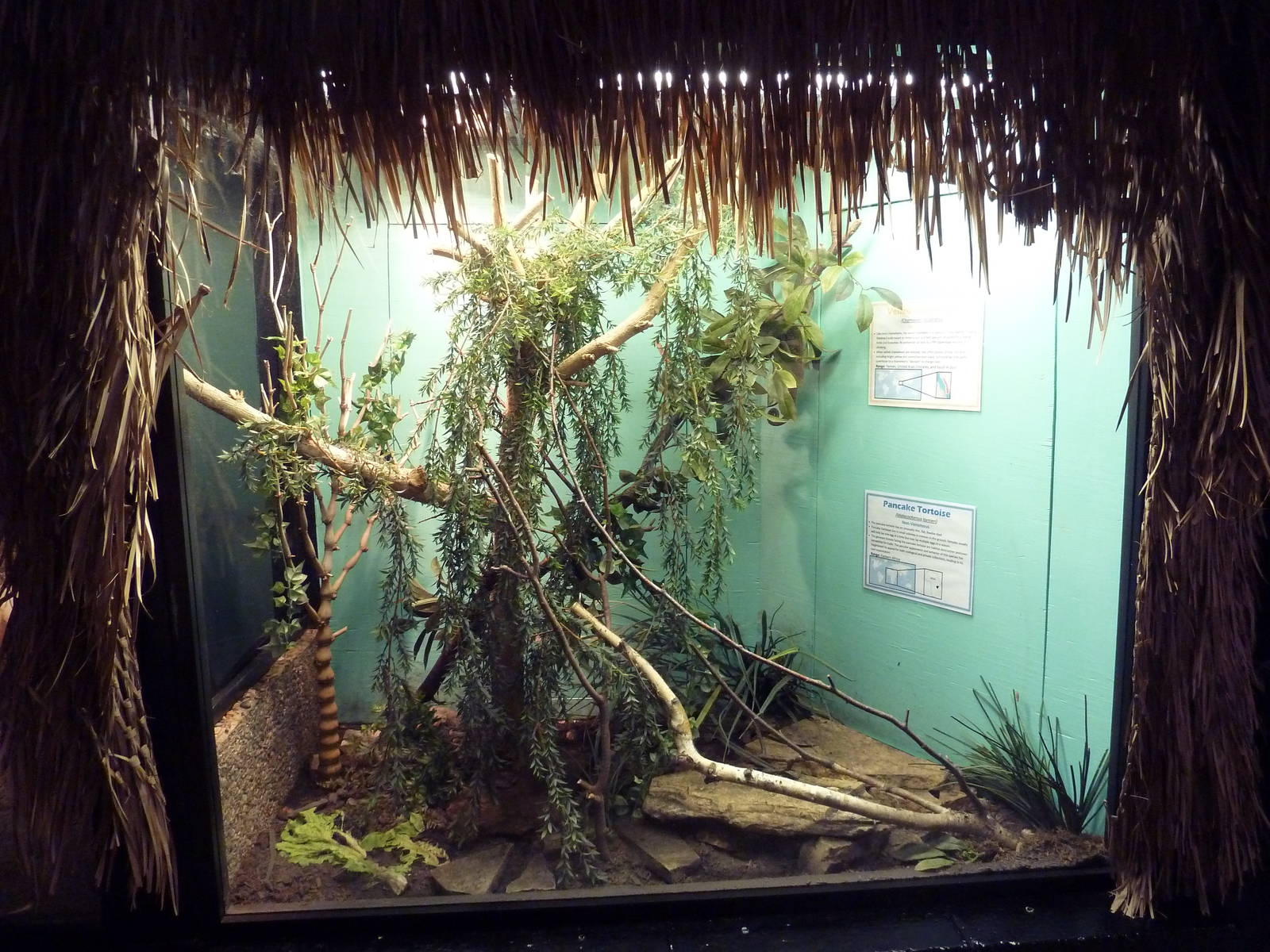 Veiled Chameleon Exhibit