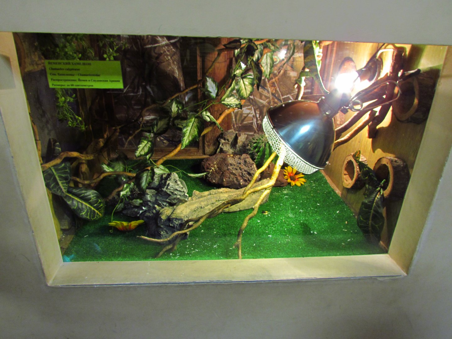 Veiled chameleon exhibit