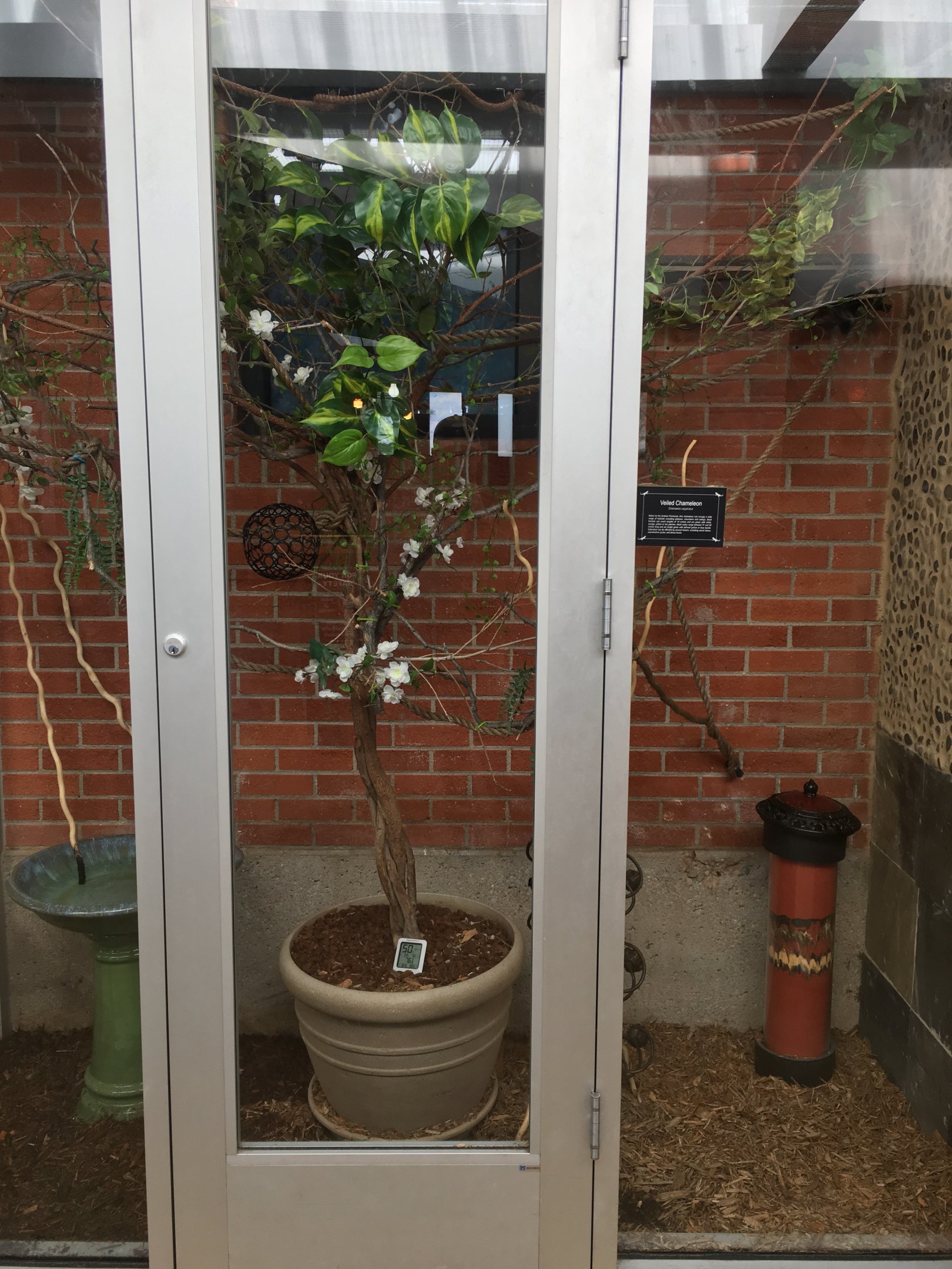 Veiled chameleon exhibit