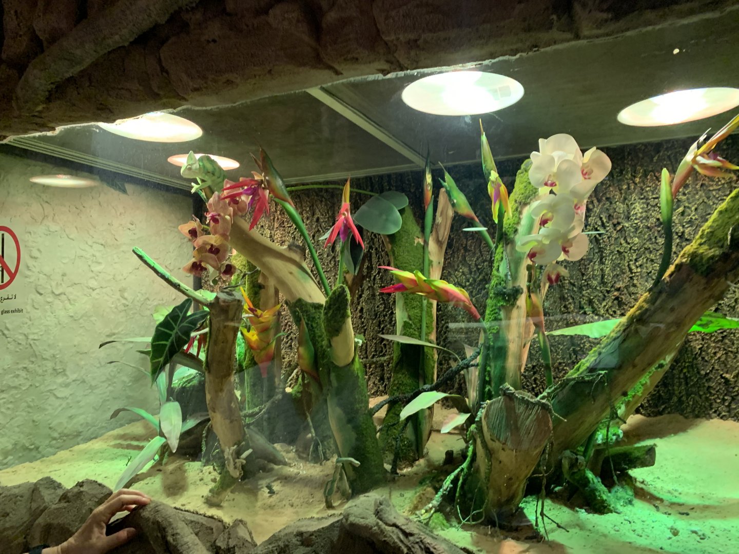 Veiled chameleon exhibit