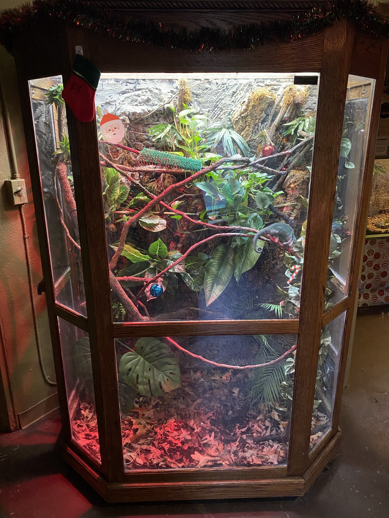 Veiled Chameleon Exhibit
