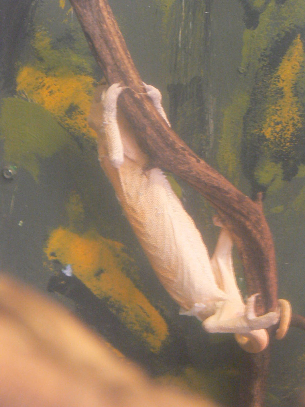 Veiled Chameleon Fitness Regime