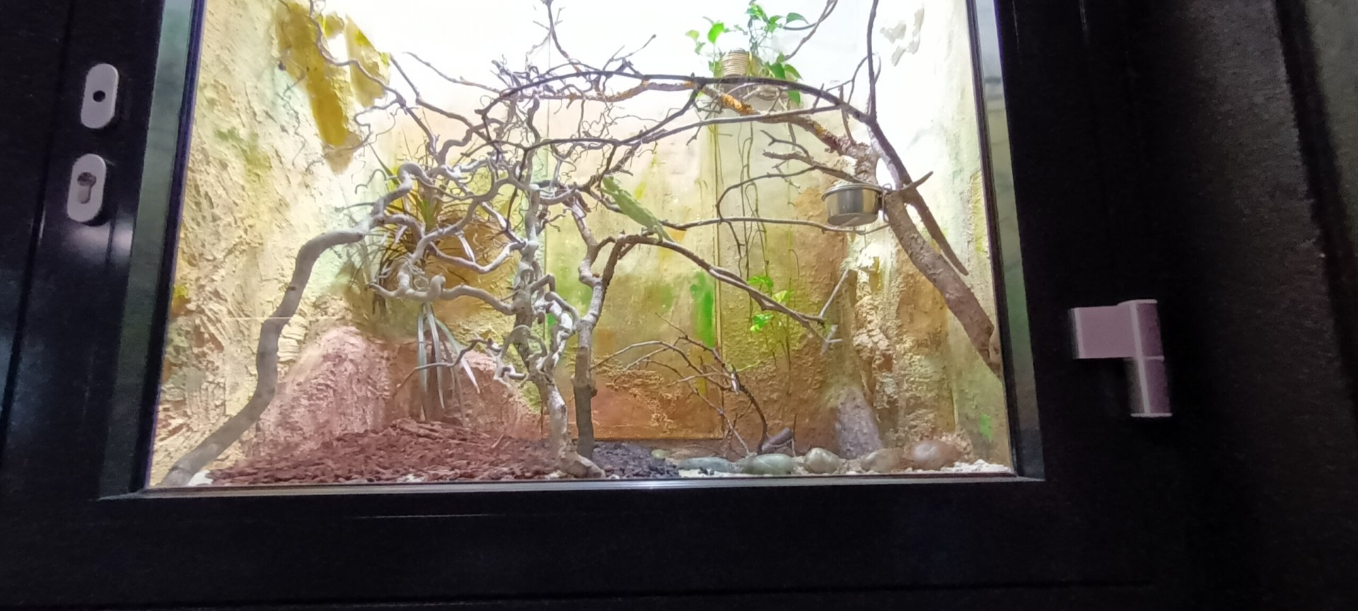 Veiled Chameleon Habitat