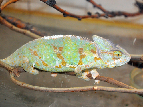 Veiled Chameleon in Kishinev Zoo