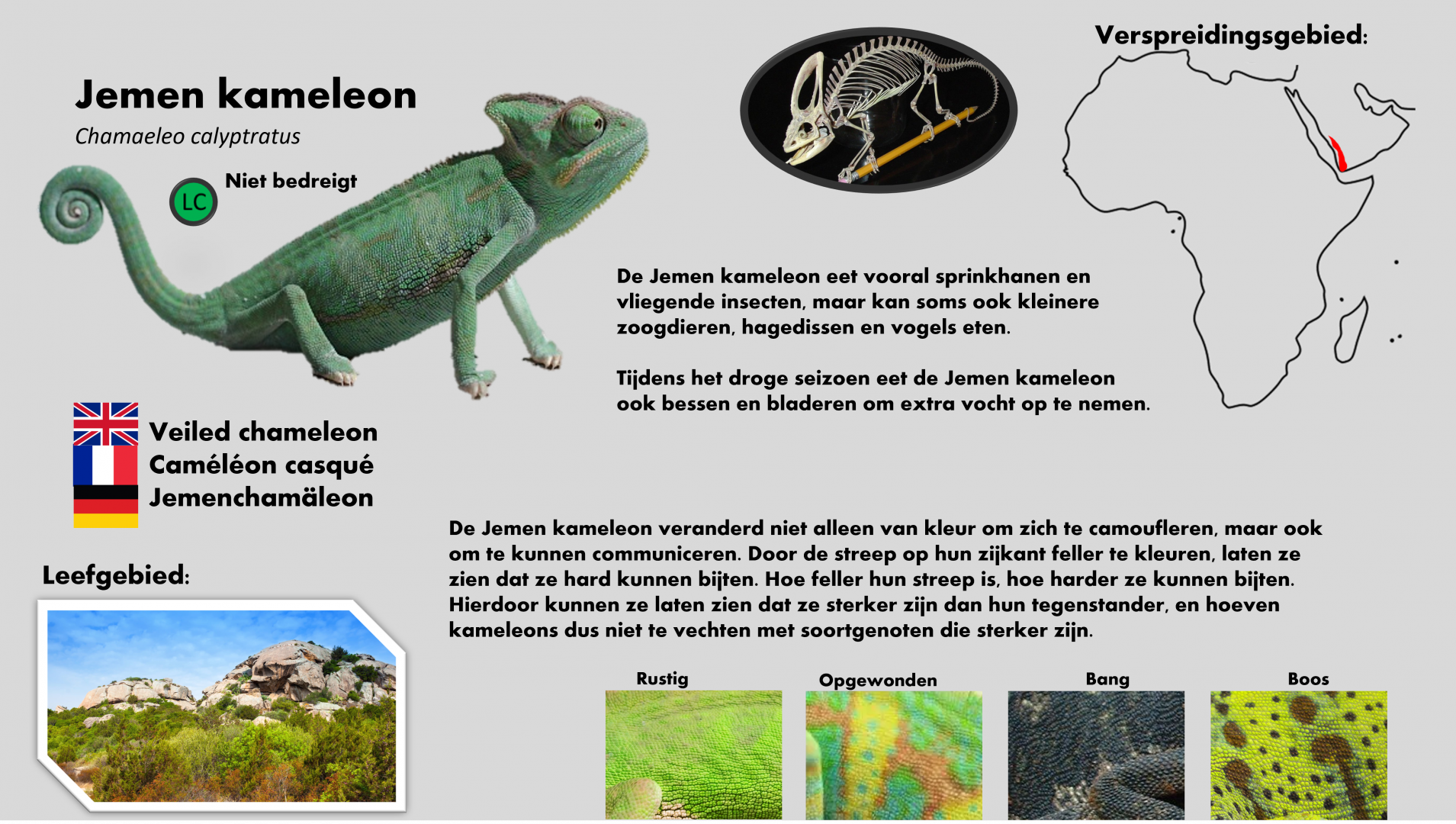 Veiled chameleon info card (Dutch)