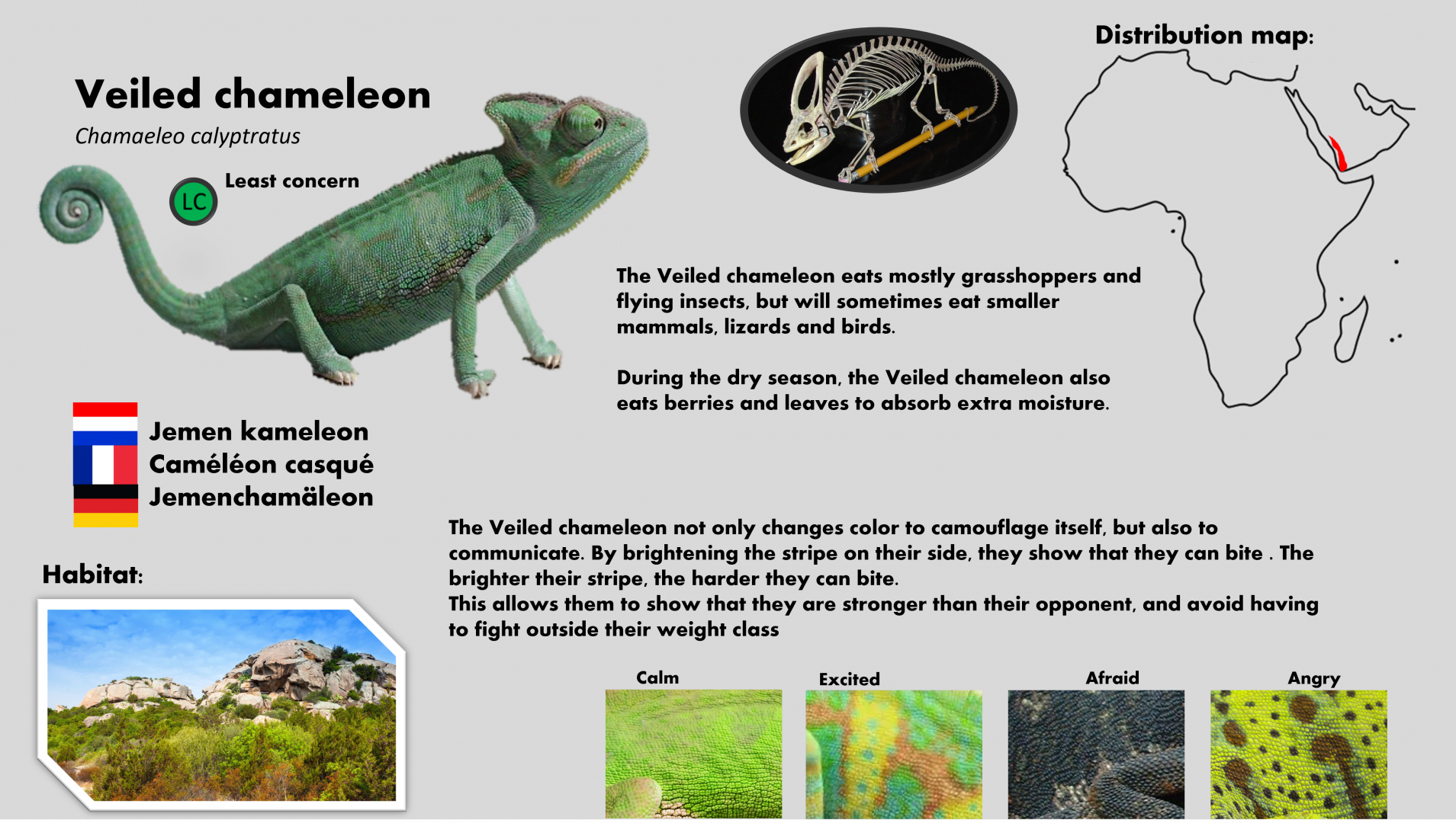 Veiled chameleon info card (English)