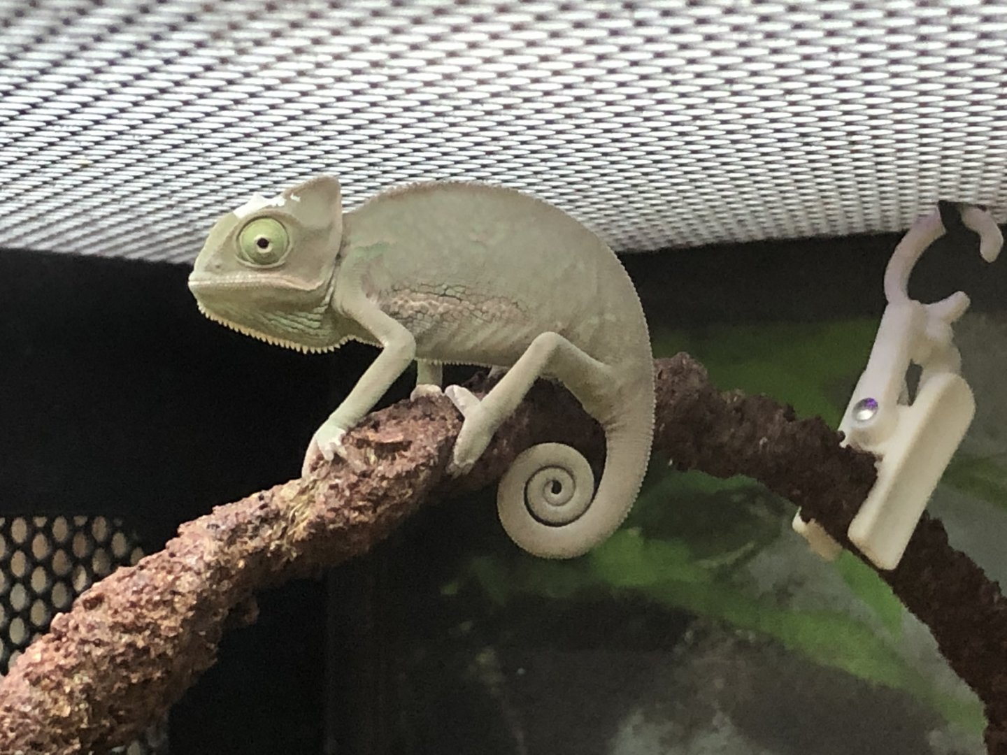 Veiled chameleon (Petco)
