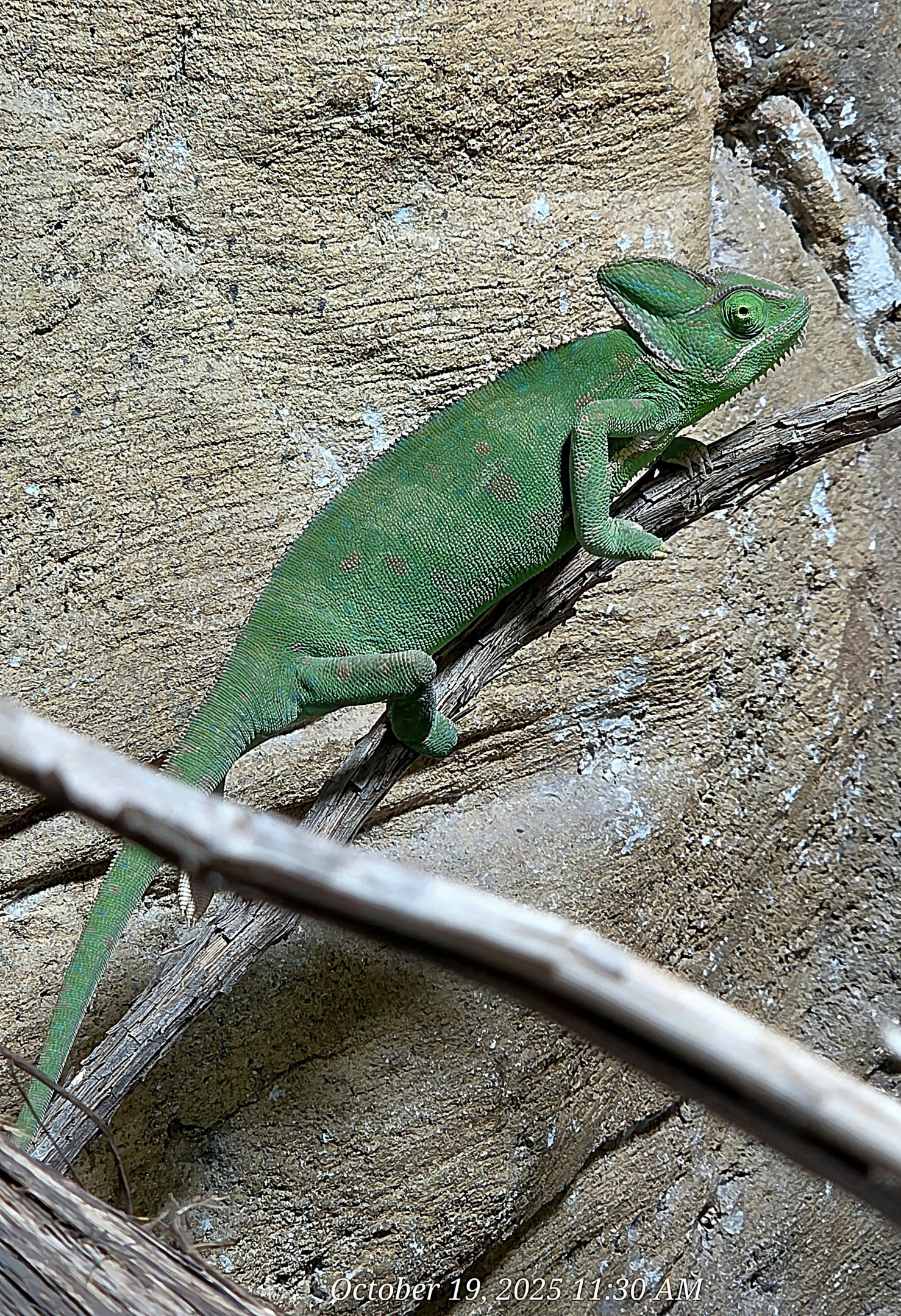 Veiled Chameleon - Rainforest Adventures