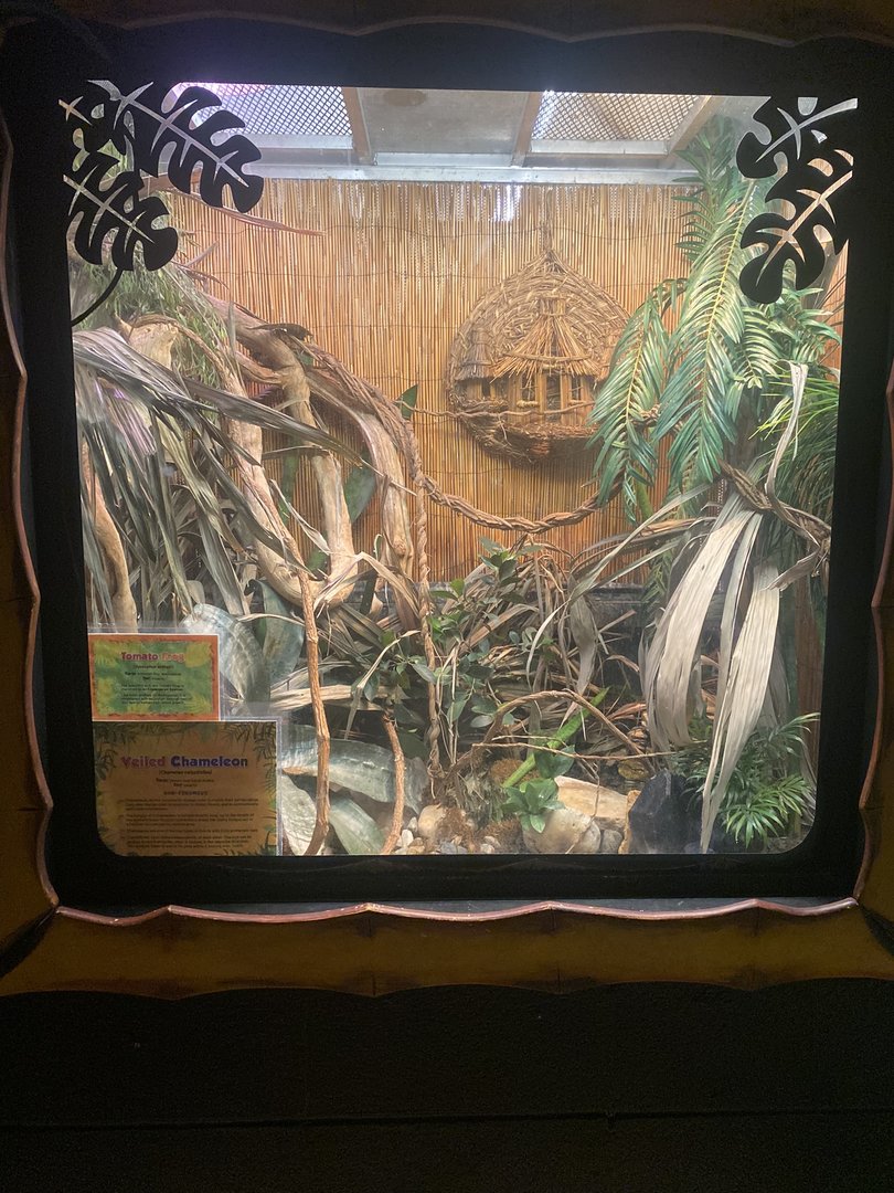 Veiled Chameleon/Sambava Tomato Frog Terrarium