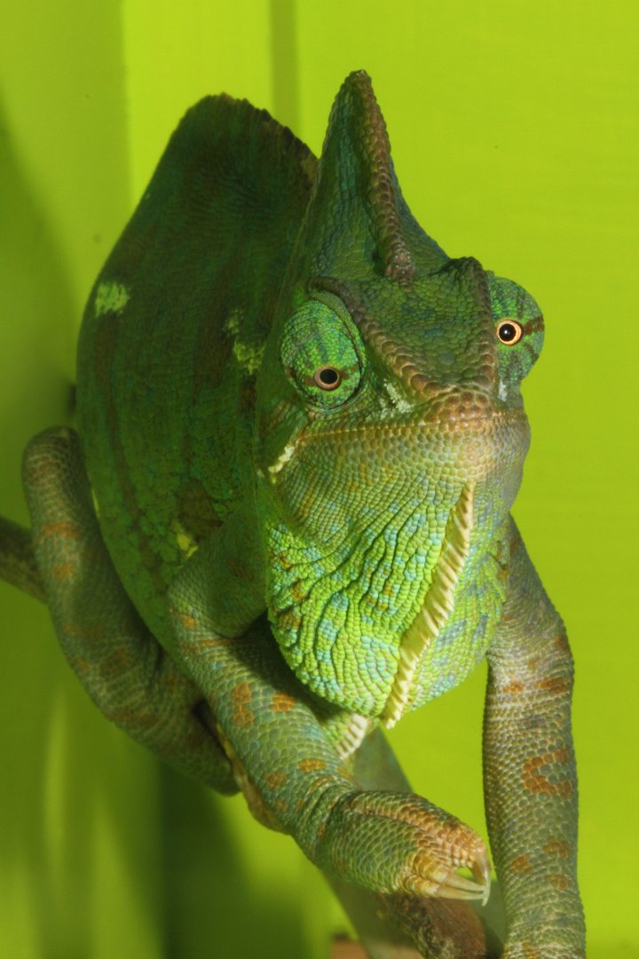 Veiled Chameleon, Snakes Downunder Jan 2016