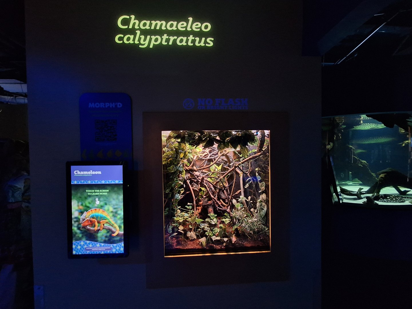 Veiled Chameleon terrarium