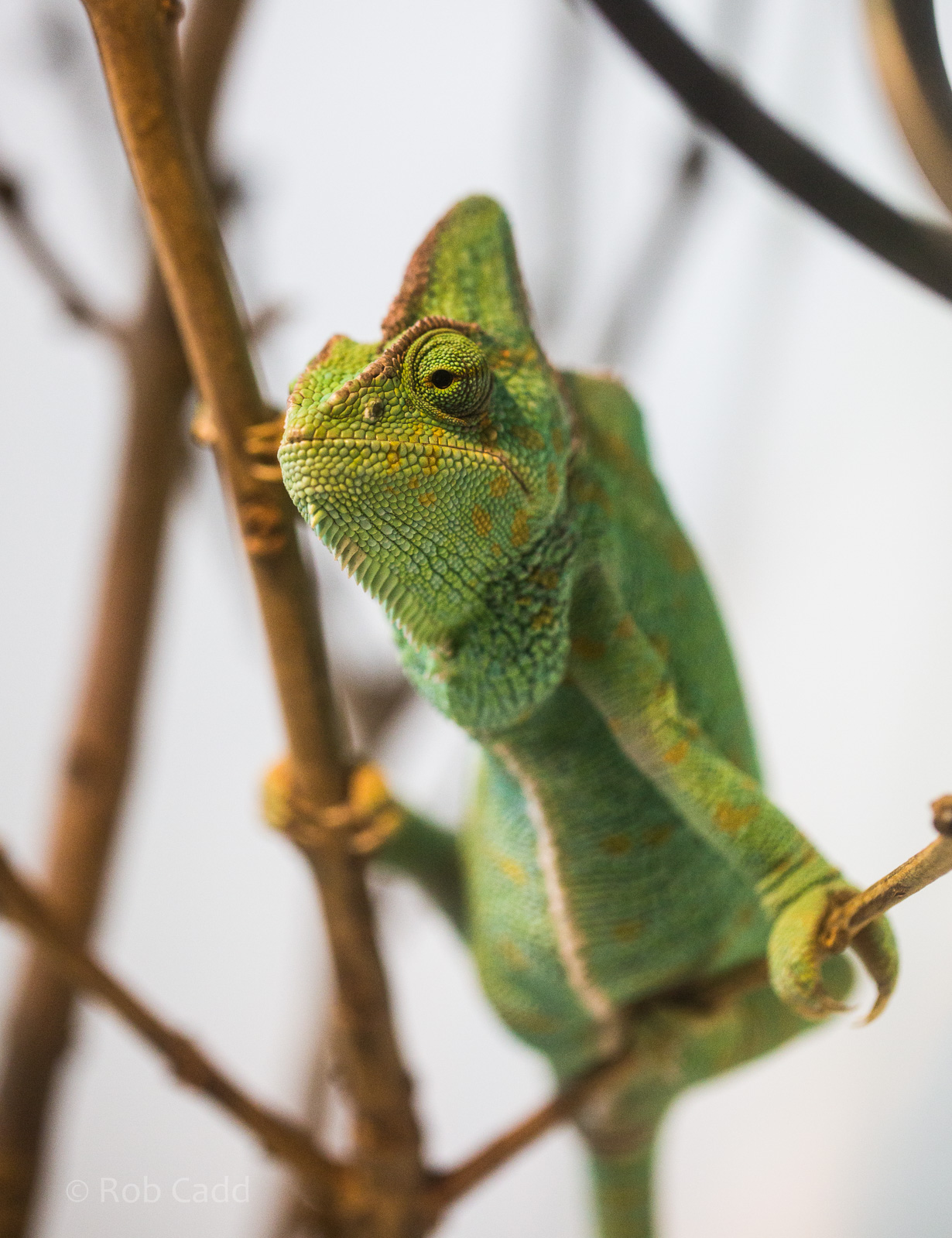 Veiled chameleon : Whipsnade : 05 Jul 2014