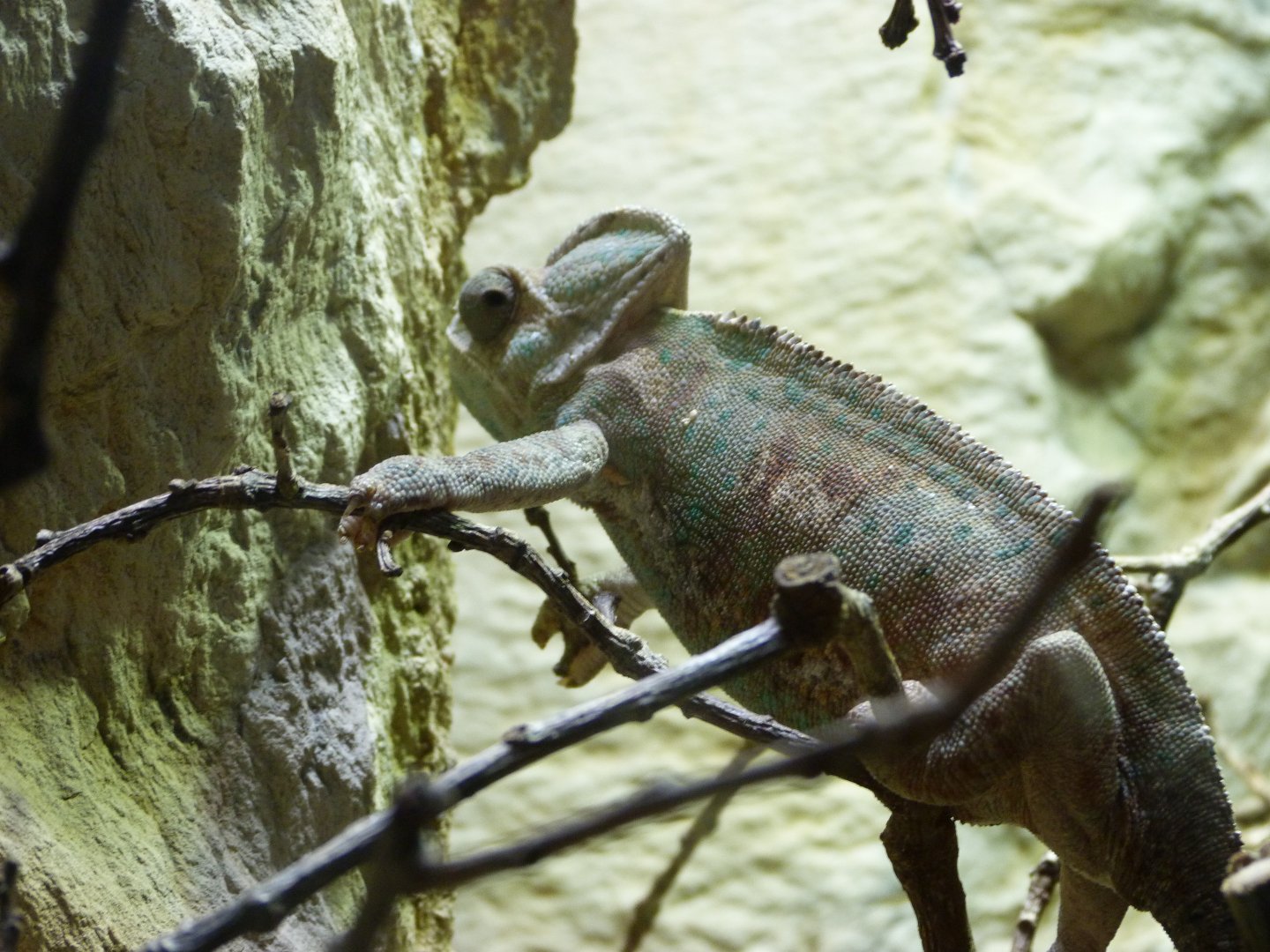 Veiled chameleon -Zoo Plzeň (2025)