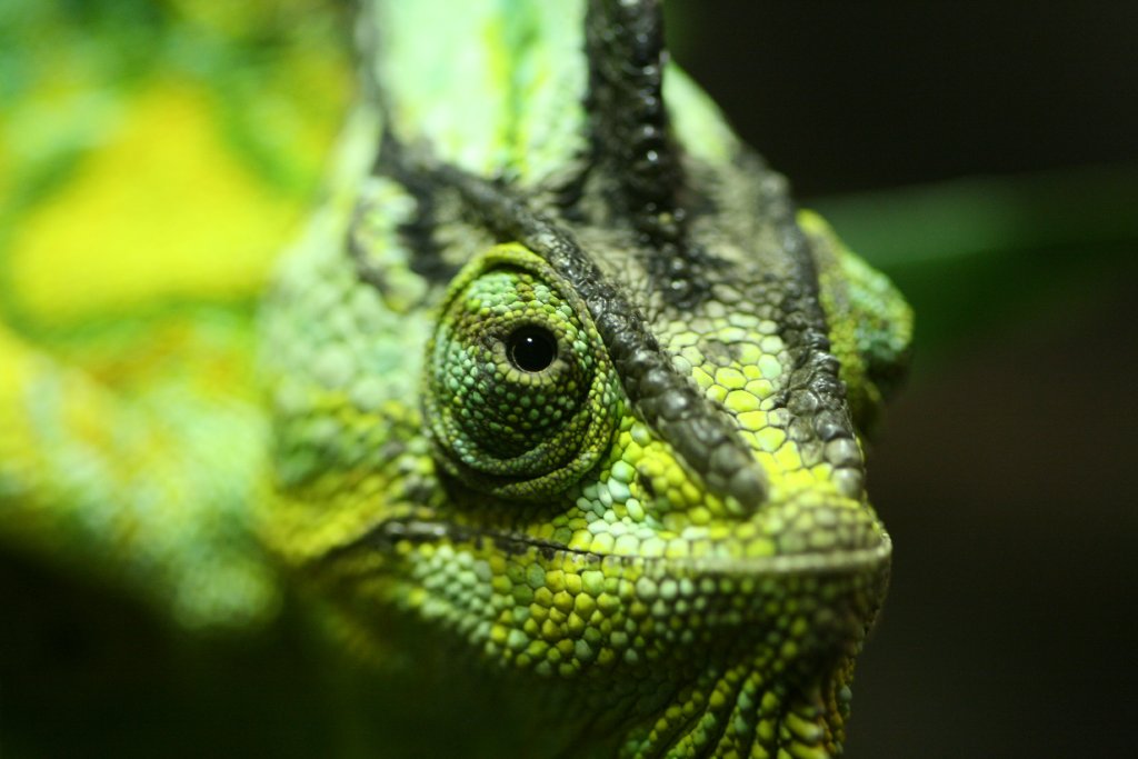 Veiled Chameleon