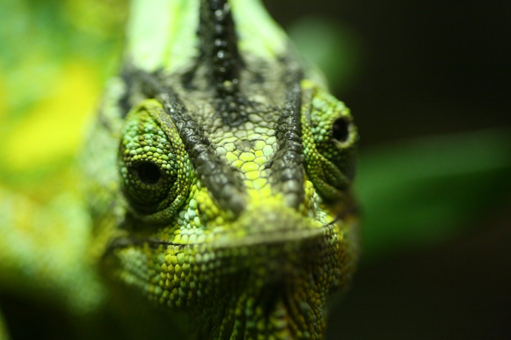 Veiled Chameleon