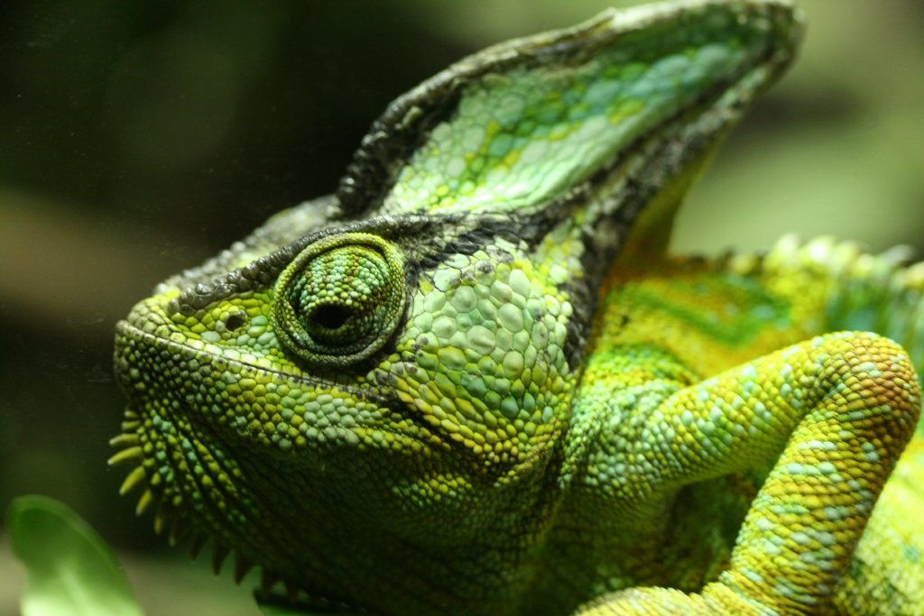 Veiled Chameleon