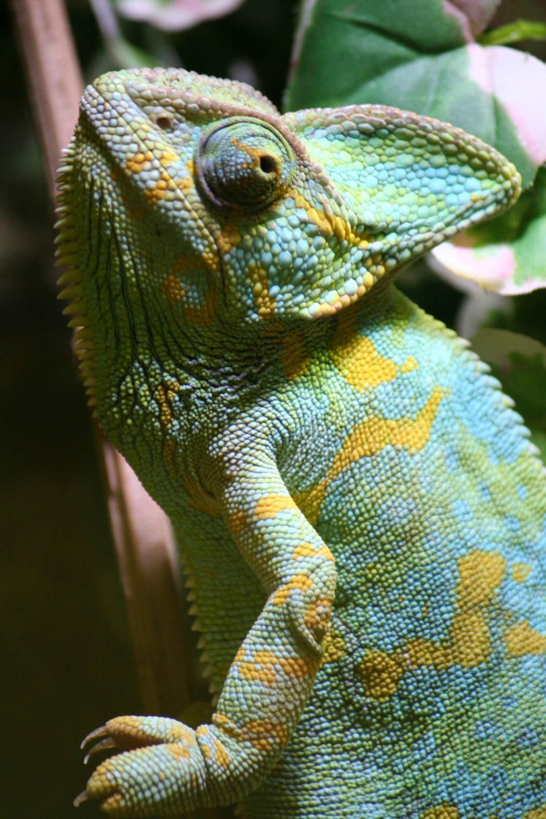 Veiled Chameleon