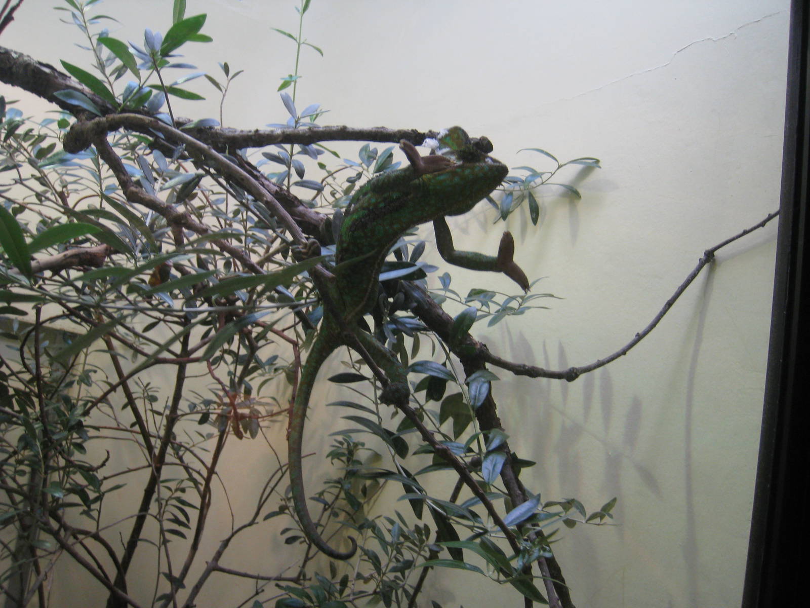 Veiled Chameleon