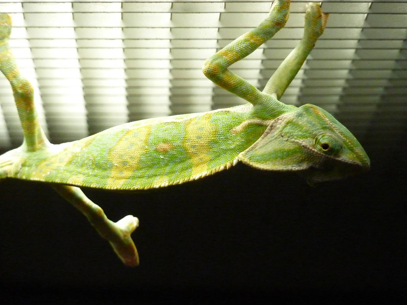 Veiled chameleon