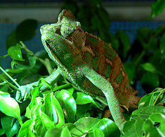 Veiled chameleon
