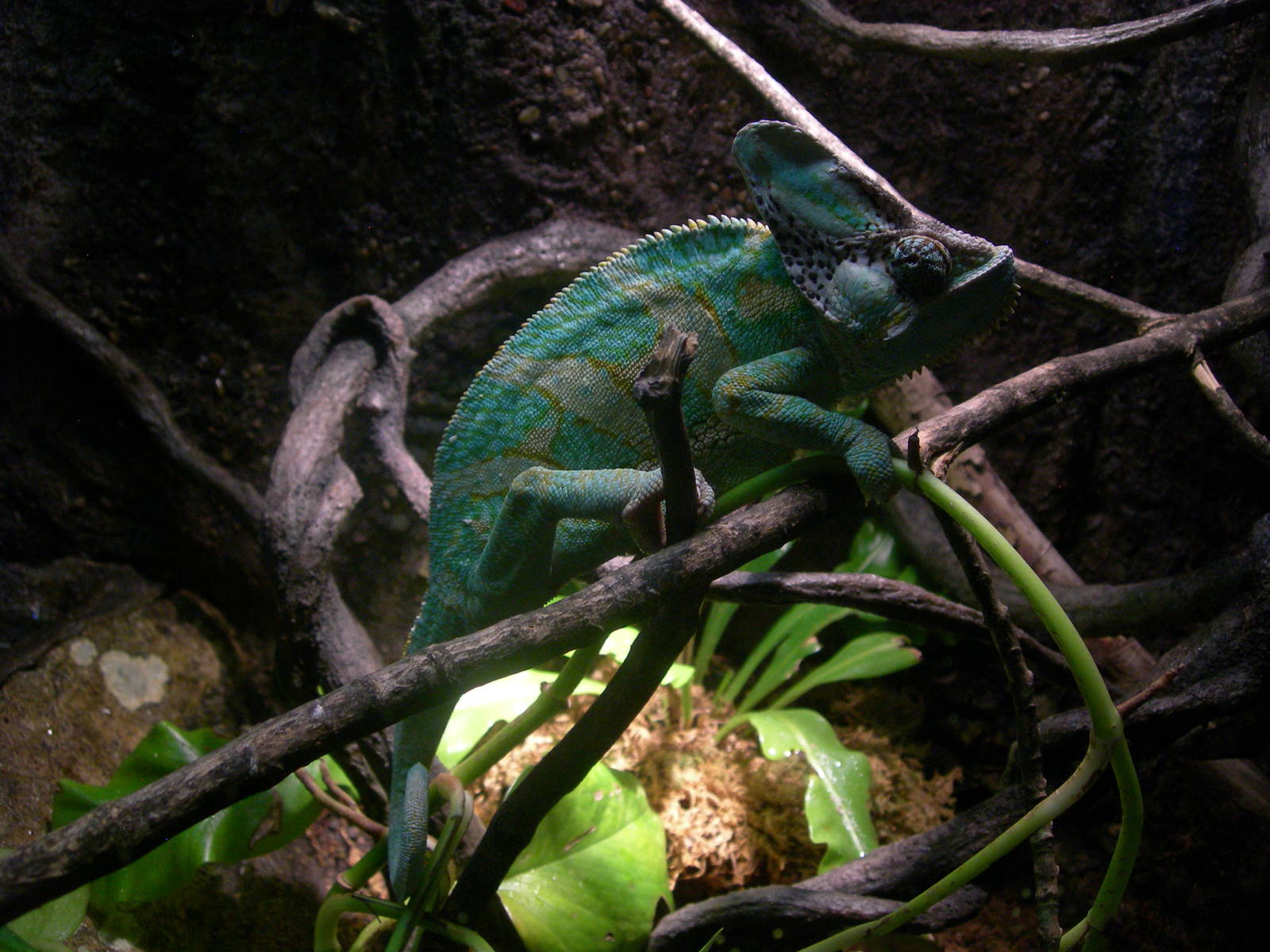 Veiled Chameleon